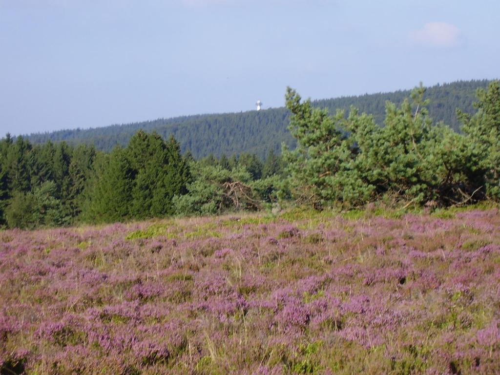 Hotel Haus Kesper-Brunen Willingen  Exteriér fotografie